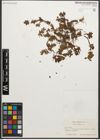 Foto von Salix retusa L.